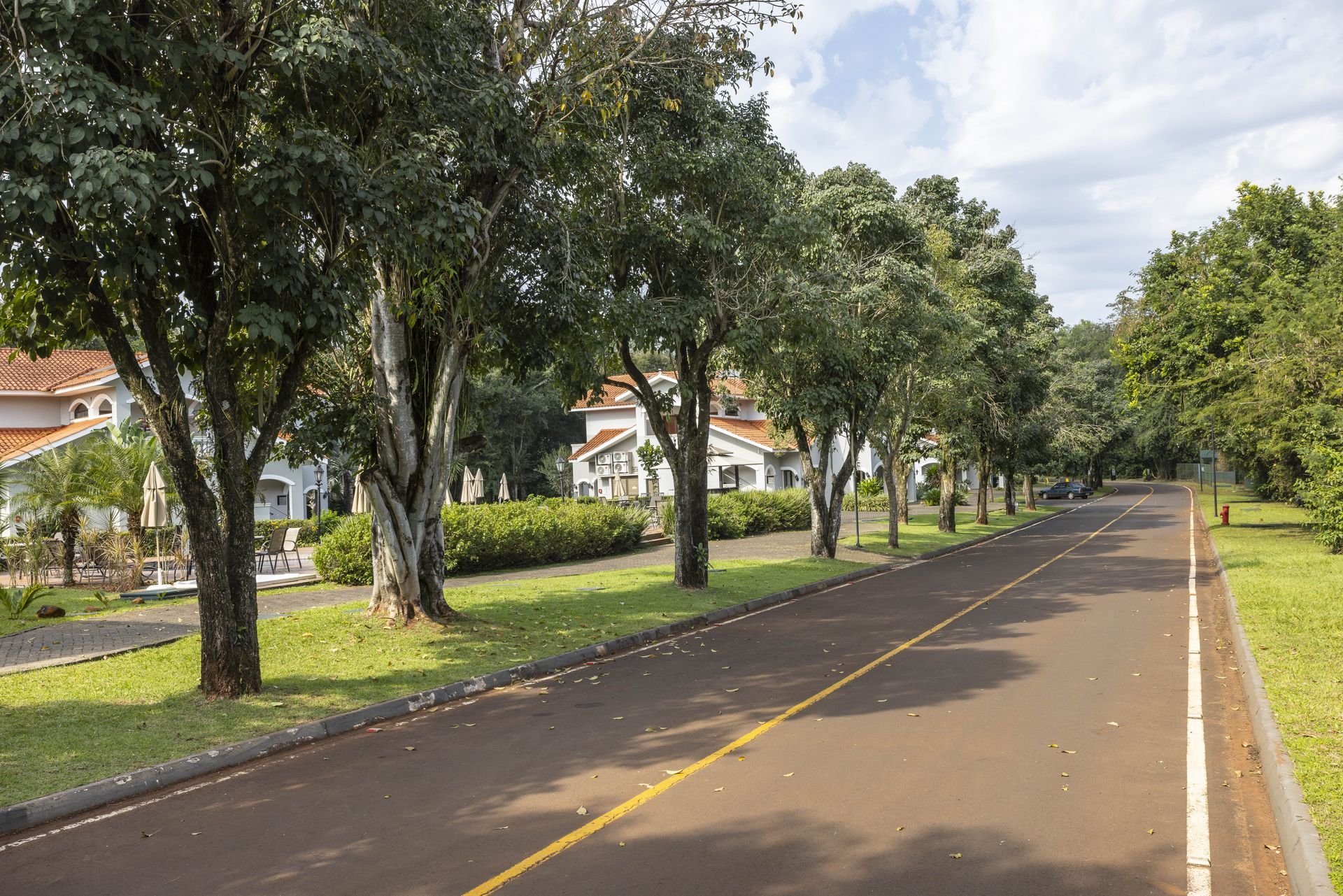 Uma fileira de árvores ao longo da beira de uma estrada.