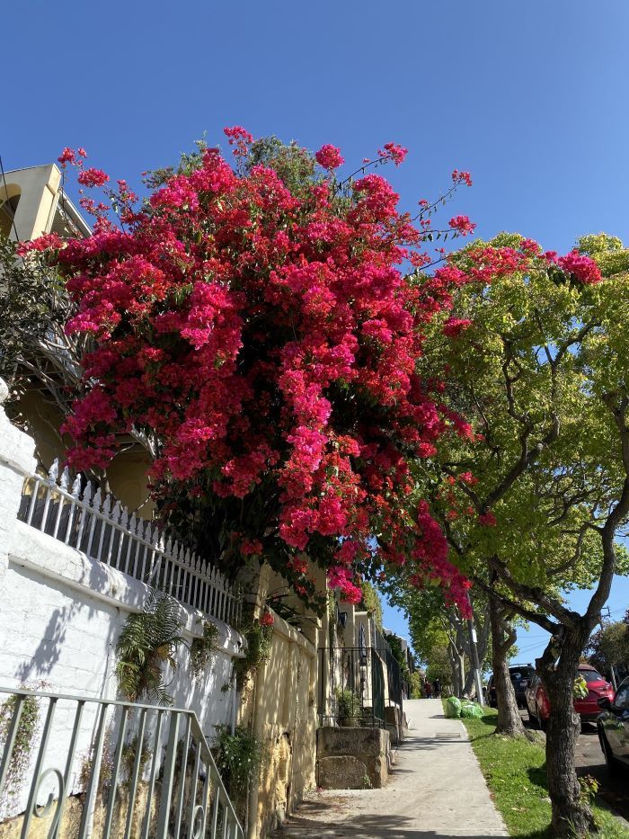 A Tree With Lots of Pink Flowers Along a Sidewalk — Michelangelos Pizza & Pasta in  Annandale, NSW