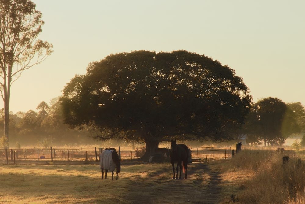 A Couple of Horses Standing in a Field With Trees in the Background — Michelangelos Pizza & Pasta in  Burdell, QLD