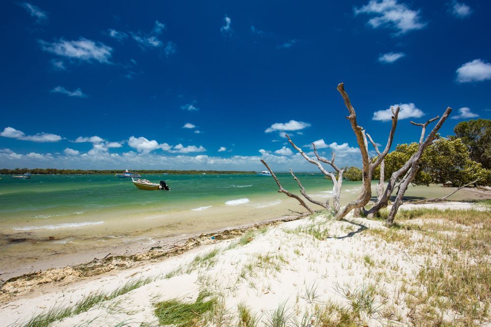 A Beach With a Boat in the Water and a Tree in the Foreground — Michelangelos Pizza & Pasta in  Kirwan, QLD