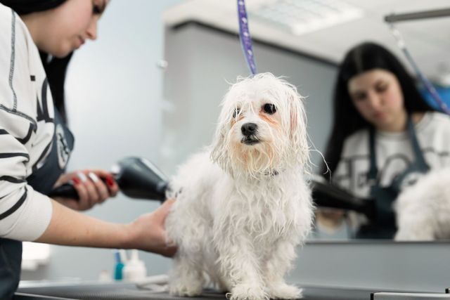 Mobile Grooming Business Dog Grooming That Comes To You Texas Pet