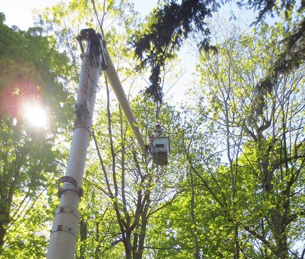 All Around Landscape & Tree Service | Tree Service in Fairport, NY