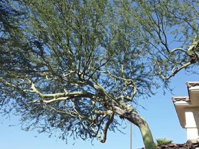 Tree with green leaves and light-colored branches against a blue sky, partially obscuring a building.