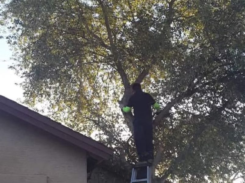 Person on a ladder pruning a large tree, next to a house with a brown roof.