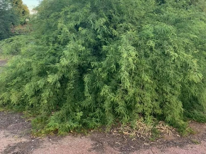 Dense green shrub with cascading foliage, growing on the ground.