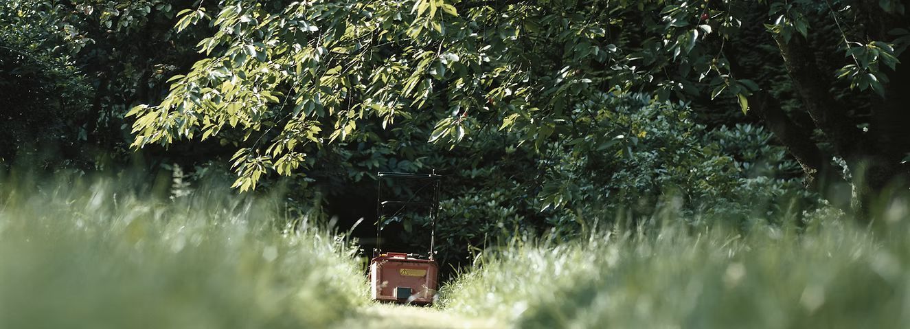 Path through dense foliage, leading to a shadowed area where a small brown object is.