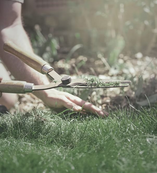 Person using gardening shears to trim grass in a sunlit garden.