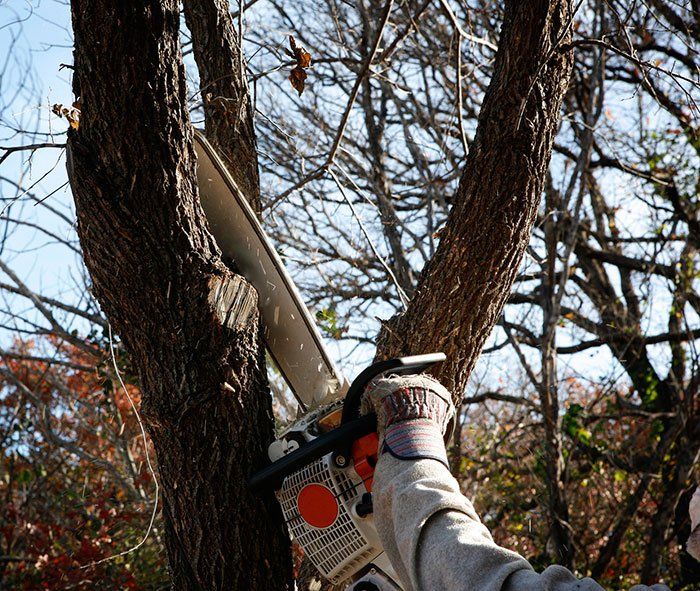Tree Removal — Man Cutting a Tree in Tuscaloosa, AL