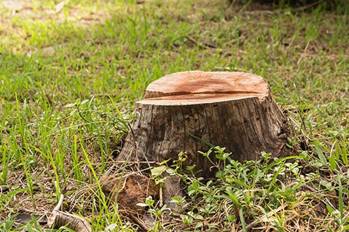 Tree Topping — Tree Stump in Tuscaloosa, AL