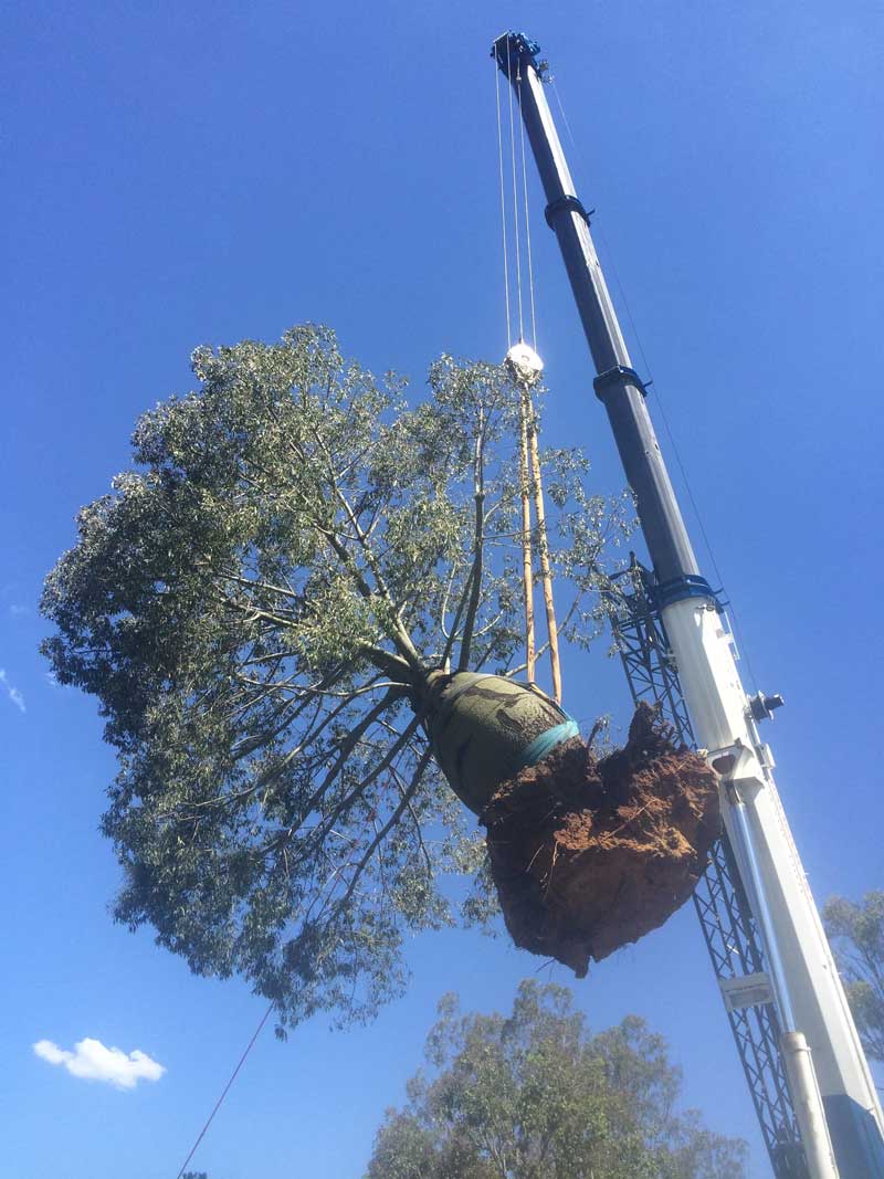 Crane Lifting Tree - Crane & Truck Hire in Torrington, QLD