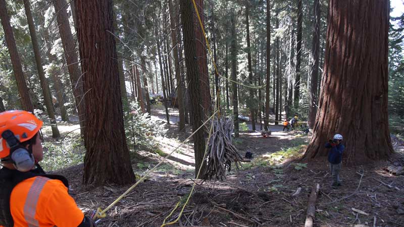 Giant Sequoia Project