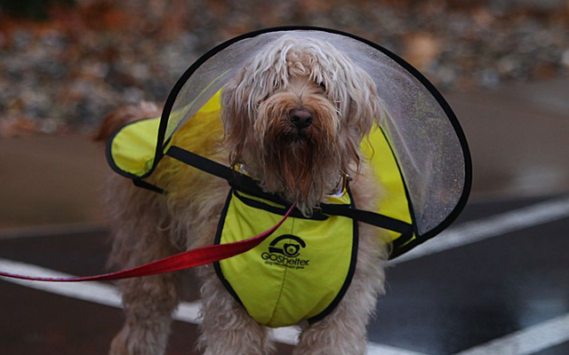 canine rain gear Dog Raincoat with Leash/Harness Port Yellow / M main image 1