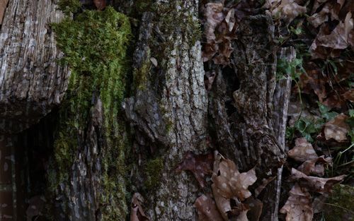 Mossguard Camo Pattern One-Way Privacy Film with a close-up of weathered tree bark covered in green moss, brown leaves scattered around.