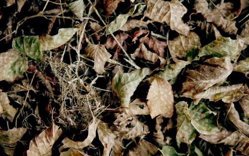 Quietfall  Camo Pattern One-Way Privacy Film with dried leaves, muted browns and greens, scattered on the ground, with some small twigs.