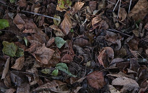 Autumn Ghost Camo Pattern One-Way Privacy Film with dry, green, brown and tan autumn leaves.