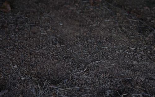 Dustline Camo Pattern One-Way Privacy Film with dark brown soil with sparse, dry plant matter.