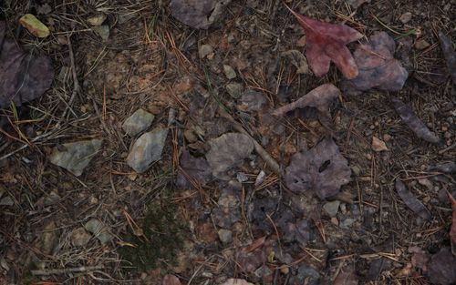 Groundshade Camo Pattern One-Way Privacy Film with orest floor covered in fallen leaves, pine needles, and small stones.