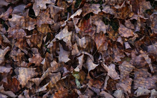 Earthcloak Camo Pattern One-Way Privacy Film with dry, brown and tan autumn leaves.