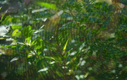 Forest Vantage Camo Pattern One-Way Privacy Film with bright green summer foliage with dappled sunlight and rain.