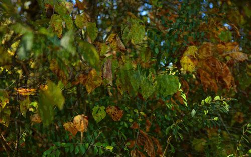 Verdant Halo Camo Pattern One-Way Privacy Film with green and yellow leaves, late summber foliage, against a blurred background.