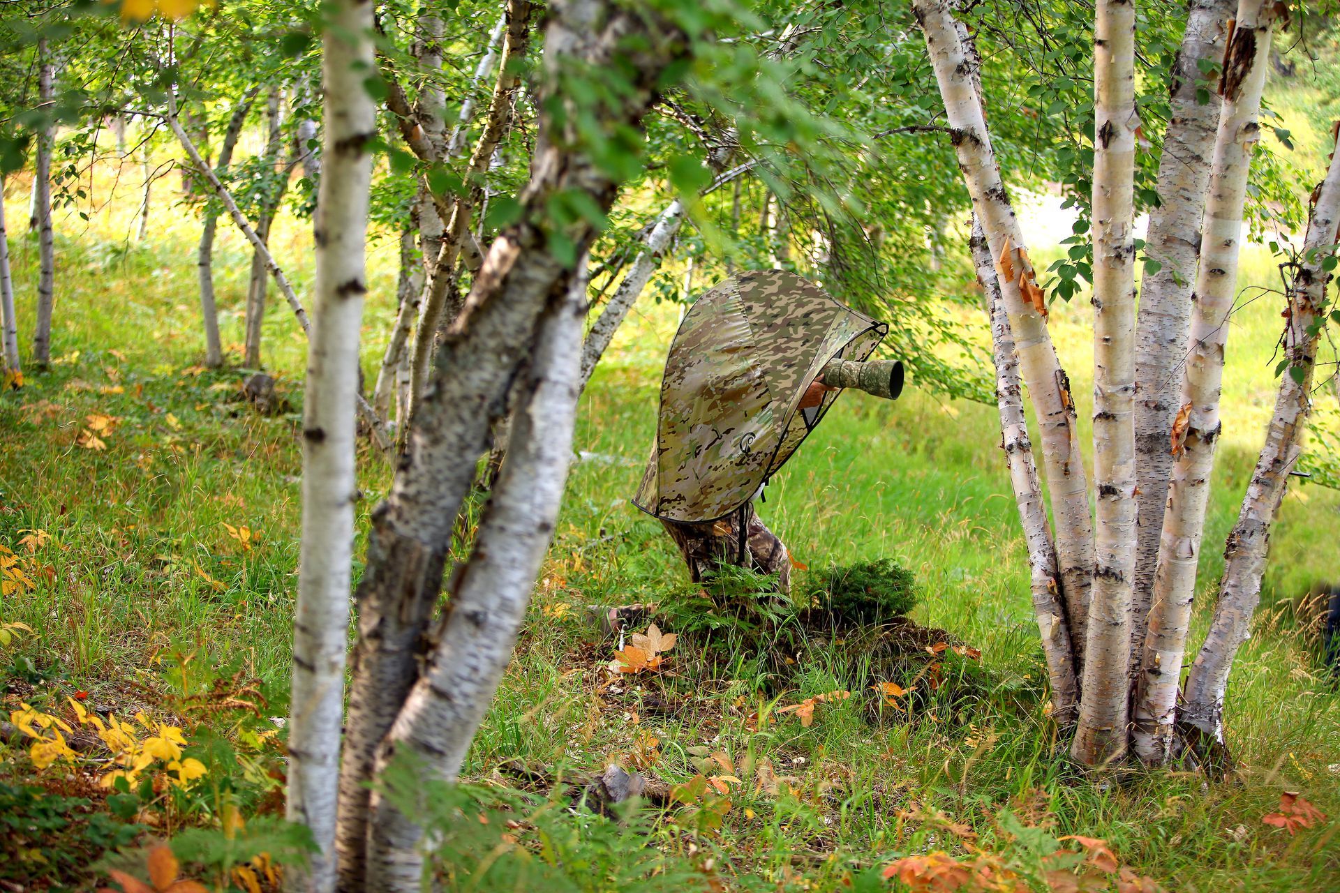 Photographer in camouflage GOShelter with camo privacy film windows within a birch grove; autumn foliage, grassy ground.
