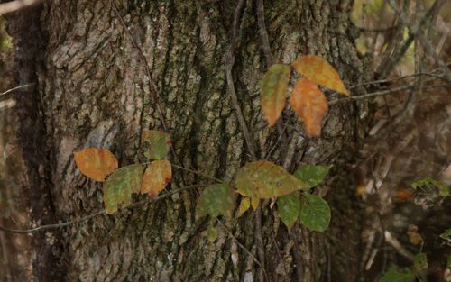 Treebreaker Camo Pattern One-Way Privacy Film with a vine with green and orange leaves growing on a textured tree trunk.