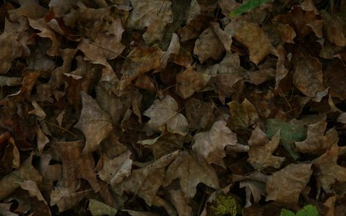 Sunveil Camo Pattern One-Way Privacy Film with brown and green fallen leaves and twigs on the ground.