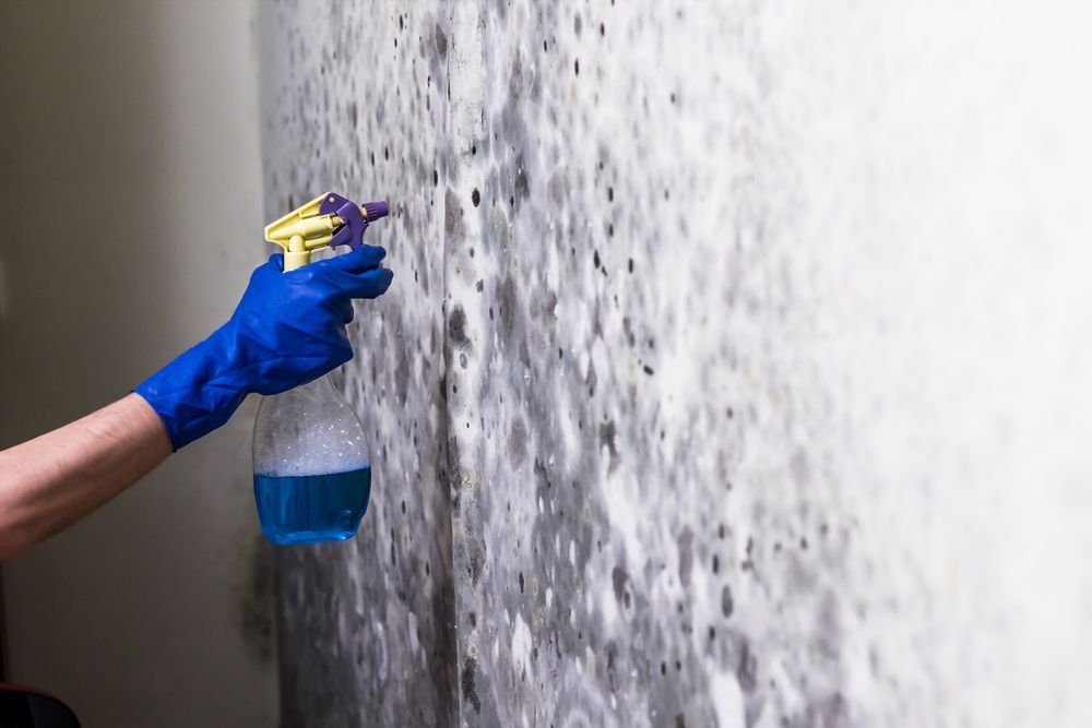 Gloved Hand Spraying Moldy Wall With Blue Liquid — Ultimate Restoration Services in Koongal, QLD
