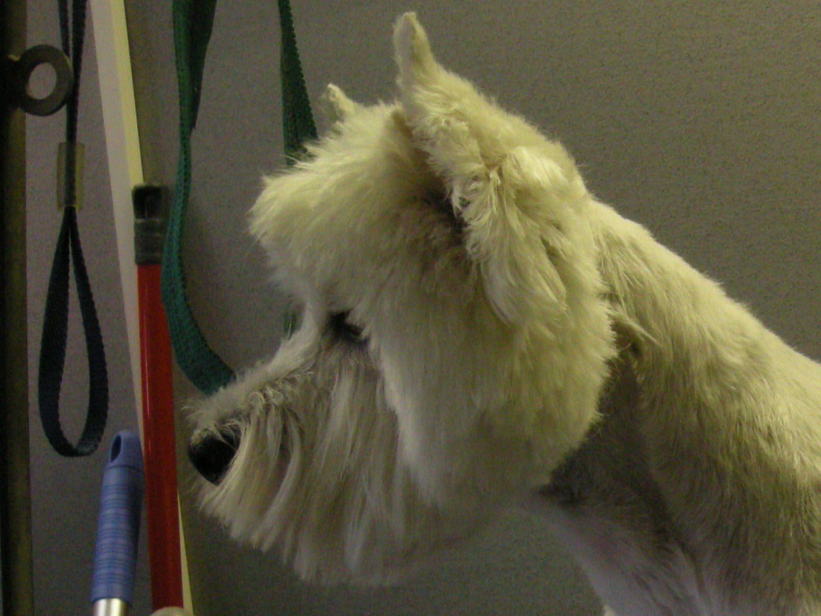 Professional Dog Grooming Birmingham Premier Dog Wash