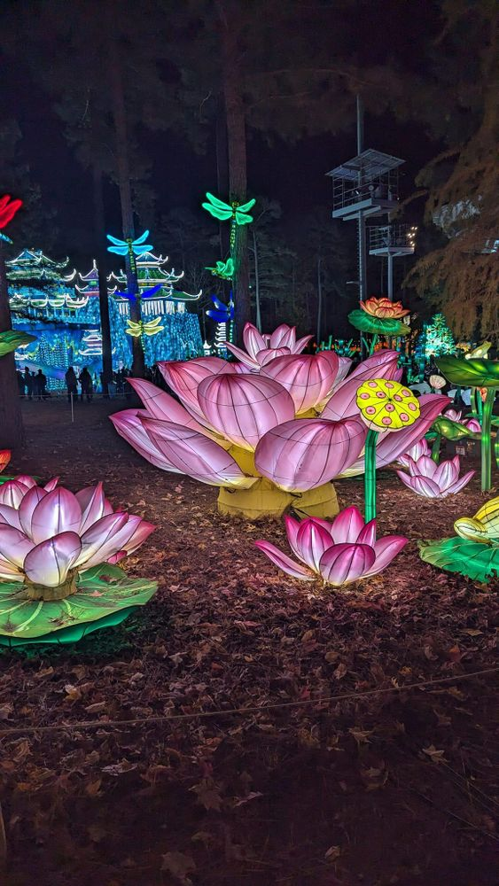 A bunch of flowers are sitting on the ground in a forest at night.
