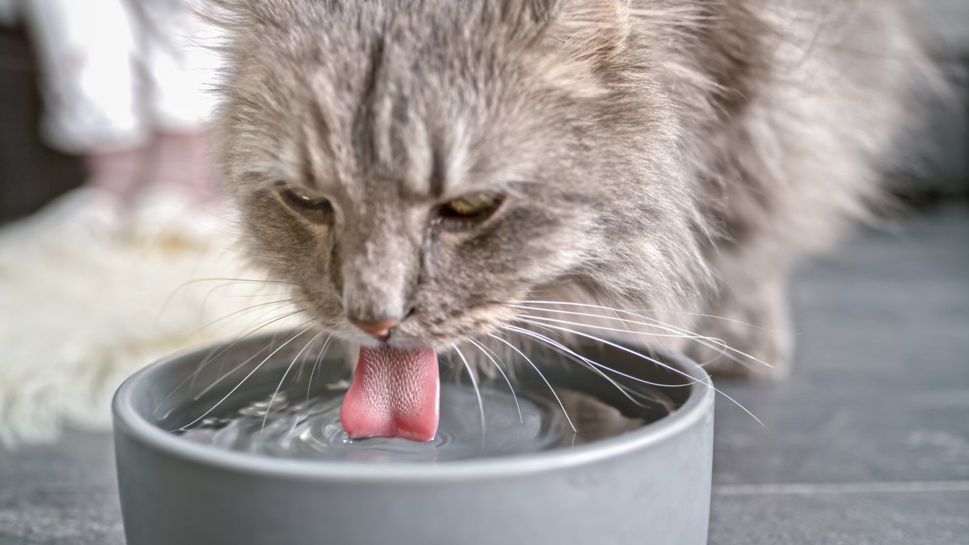Is Tap Water Safe for Pets?