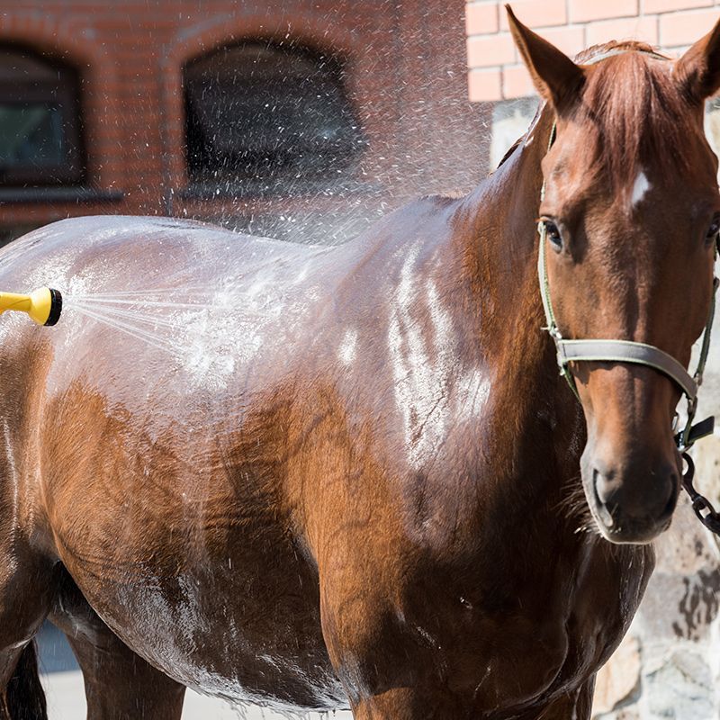 Horse Cleaning