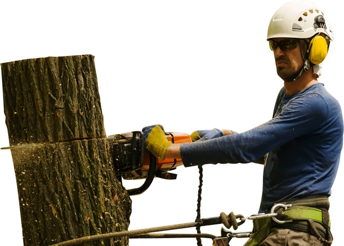 a man is cutting a tree stump with a chainsaw .