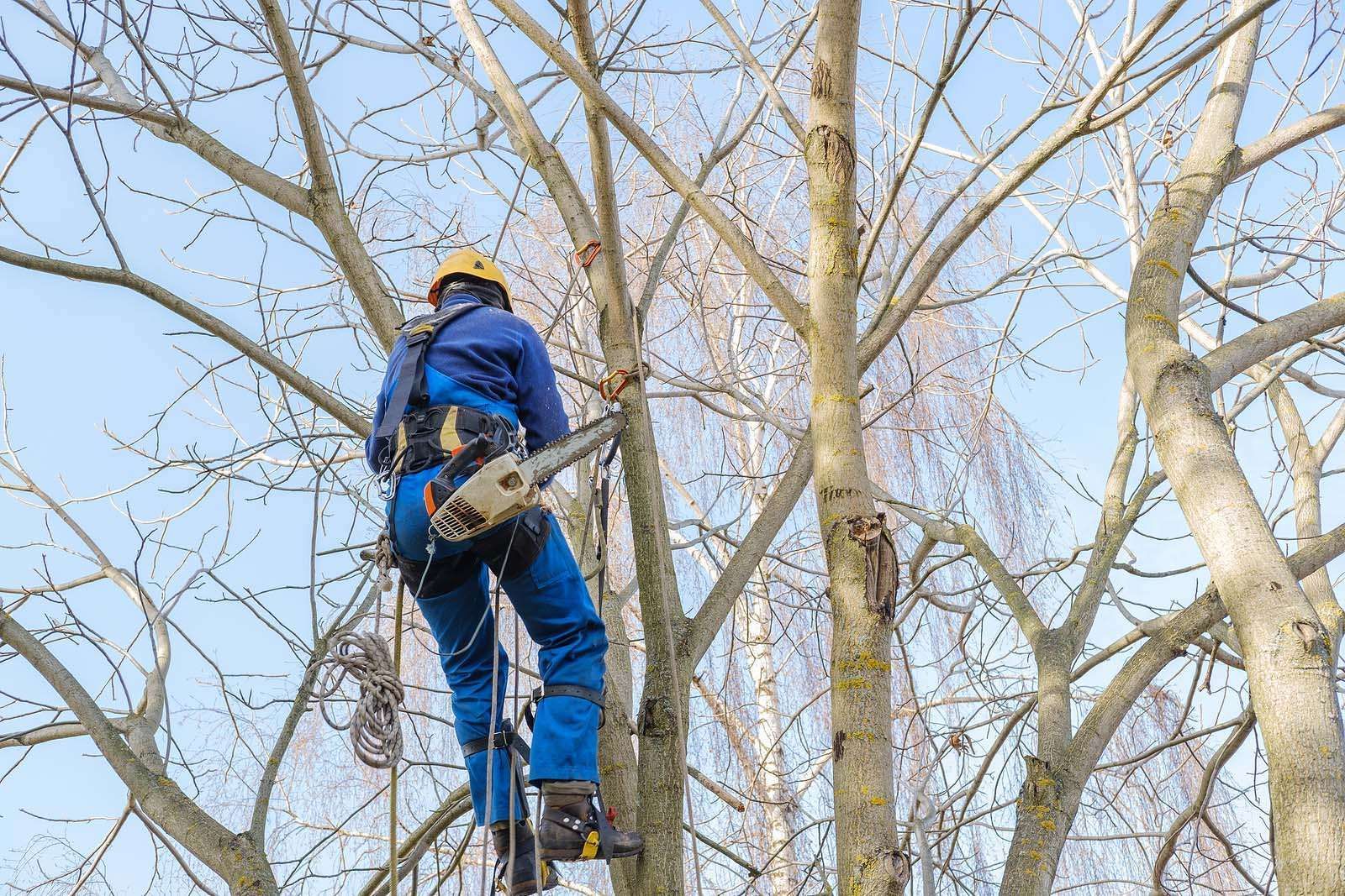 a man is climbing a tree with a harness on .