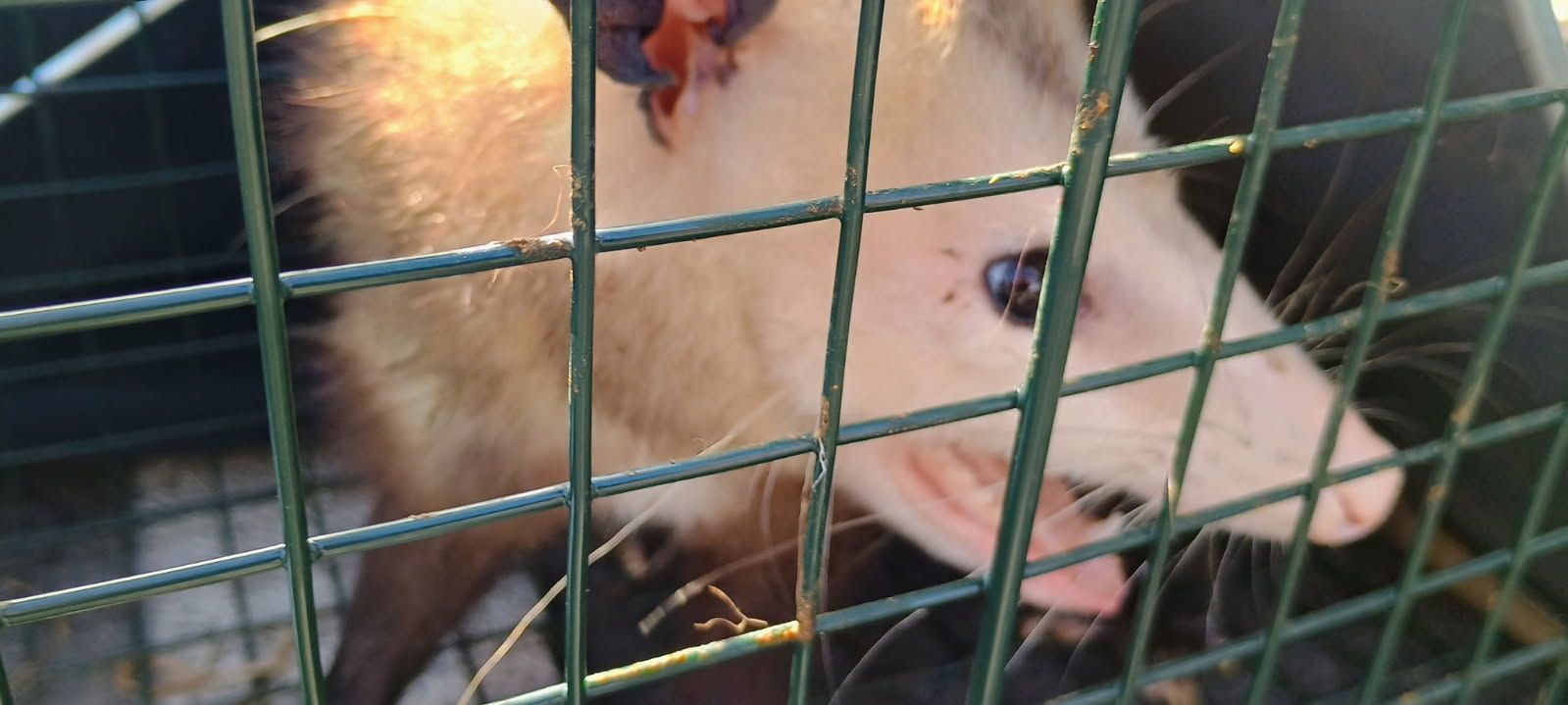 Salute To Service Opossum Removal
