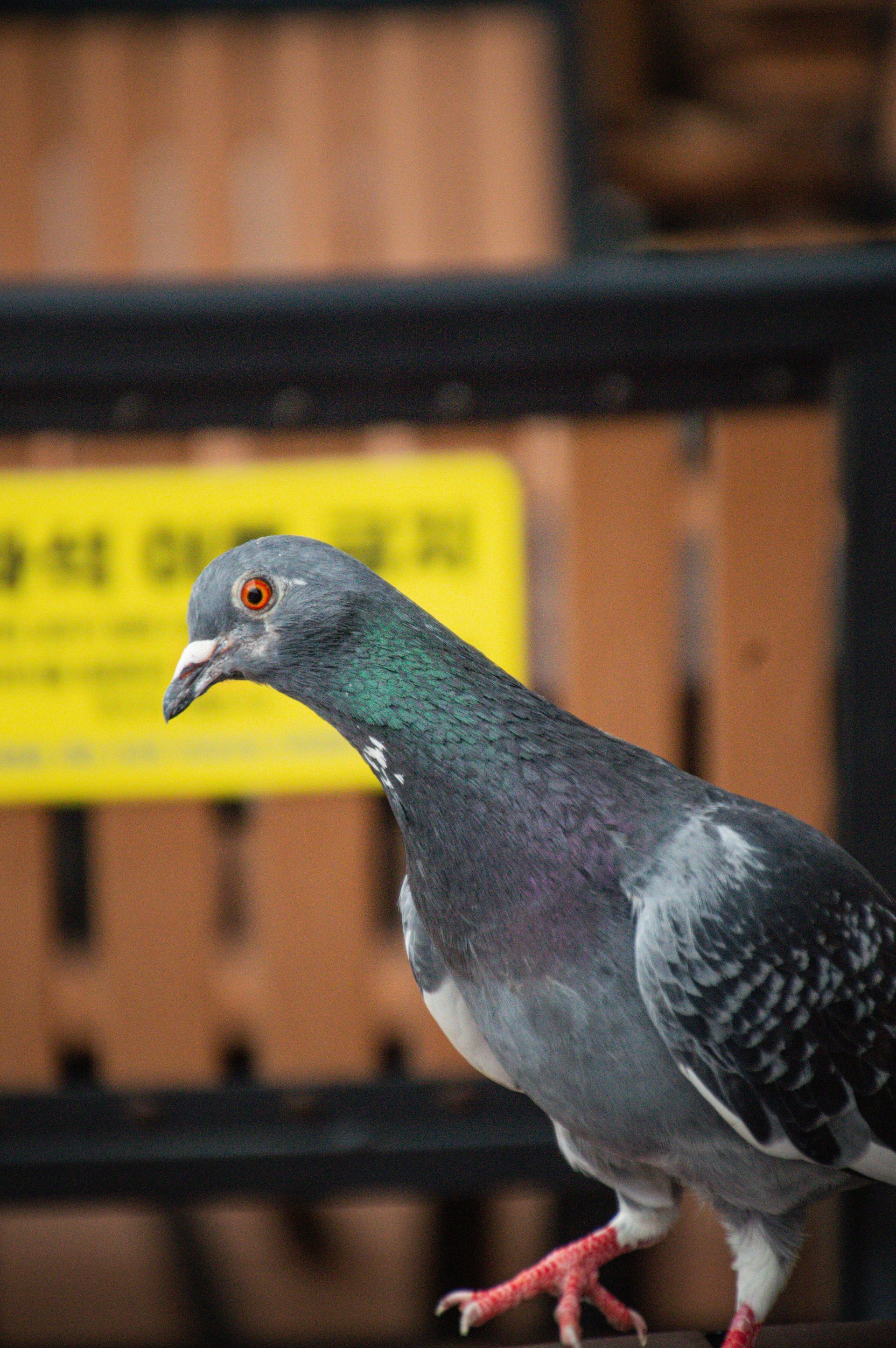 Bird Removal by Salute To Service Wildlife Management