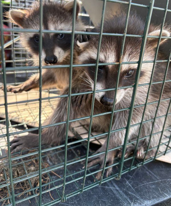 Raccoon Trapping by  Salute To Service Wildlife Management 