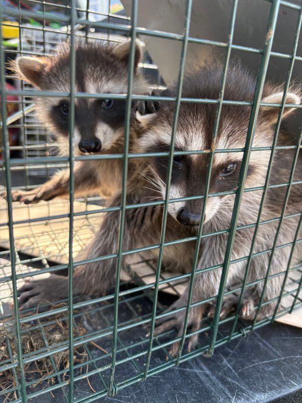Raccoon Removal by Salute To Service Wildlife Management