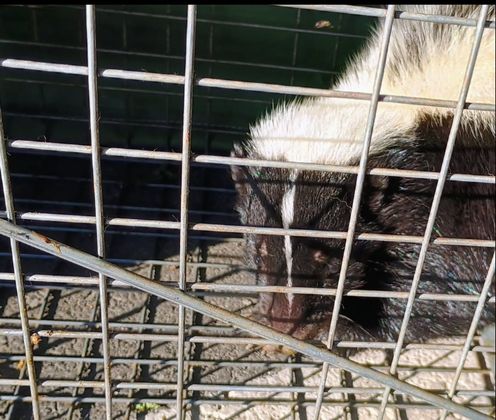 Skunk Removal by  Salute To Service Wildlife Management 