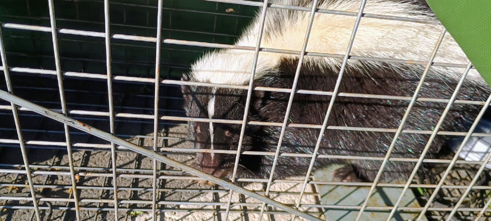 Skunk Removal by  Salute To Service Wildlife Management 