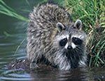 Racoon in water in Spring, MD