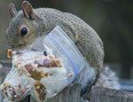 Squirrel eating in Spring, MD