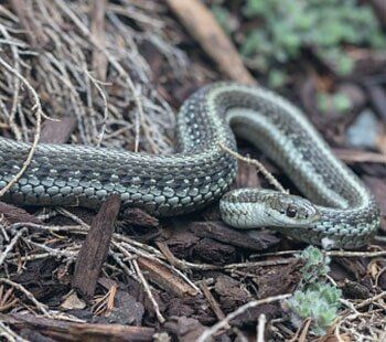 Wild Snake in Spring, MD