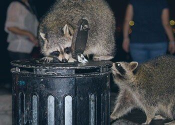 Racoons in Spring, MD