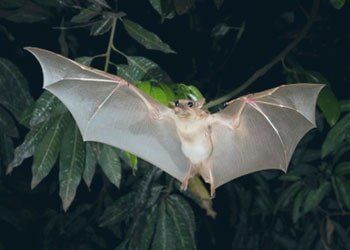 Bat in Spring, MD