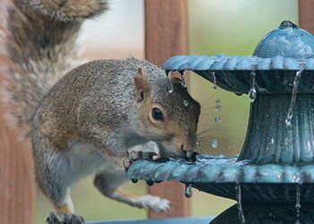 Squirrel in Spring, MD