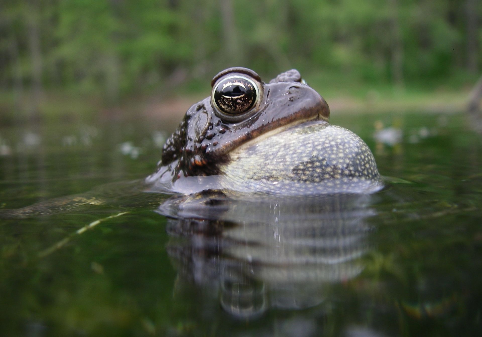 toad hike 2010 20