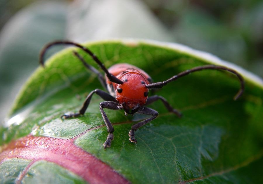 Community_Outreachwc