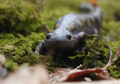 Homepage_Conservation-twc