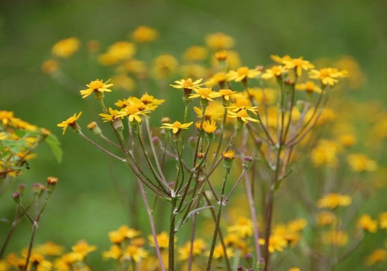 Community_CommConserv-wc